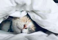 Выбираем наполнитель для одеяла